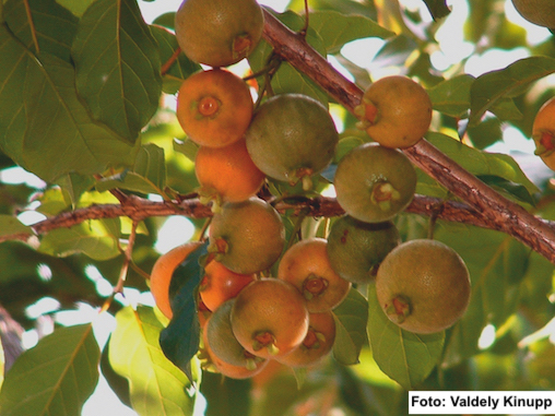 Campomanesiaxanthocarpa_Fig.1 Valdely Ferreira Kinupp (1).JPG