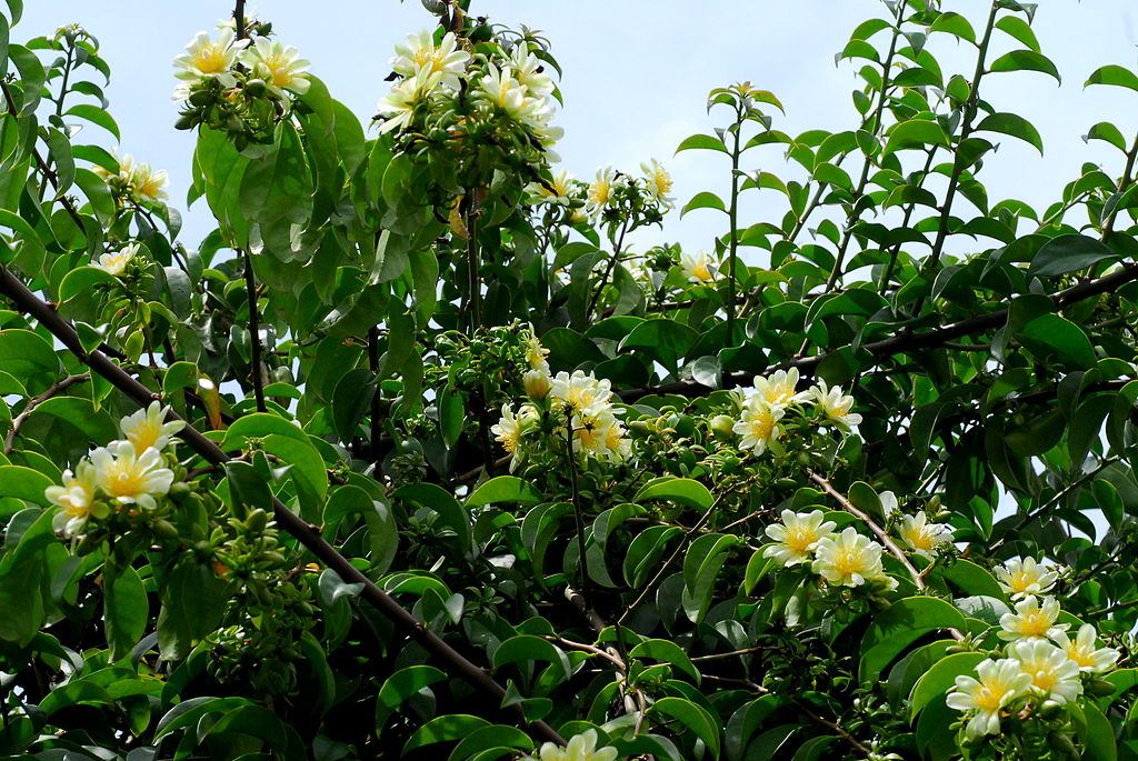 Pereskia_aculeata5.jpg