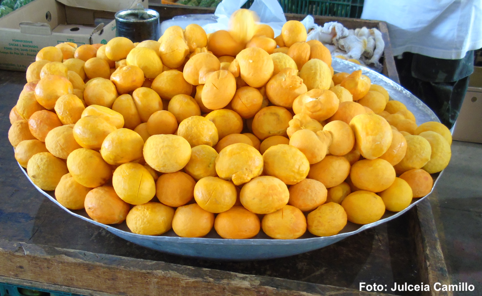 Pequi do cerrado (2).JPG