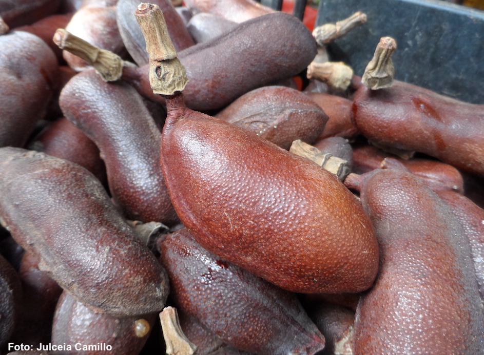 Jatobá (1).JPG