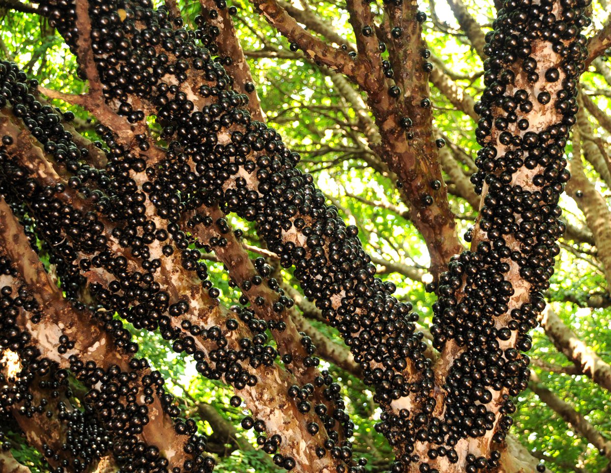 jabuticaba (1).jpg