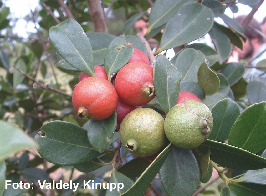 Psidium_cattleyanum2Valdely F. Kinupp.JPG