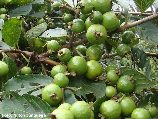 Psidium guineensis Nilton Junqueira (1).JPG