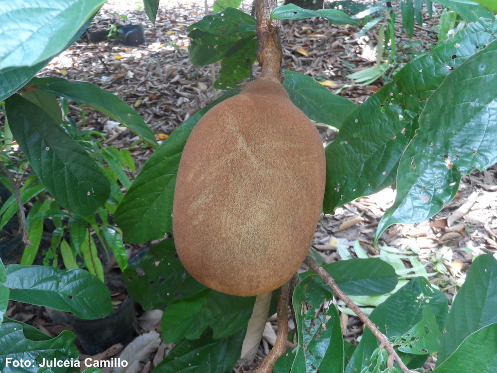 cupuaçu.JPG