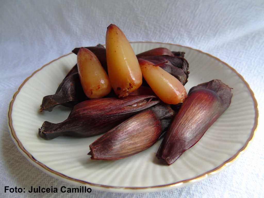 pinhão (1).JPG