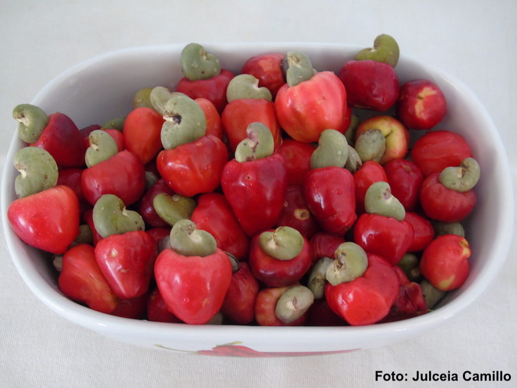 cajuzinho (1).JPG